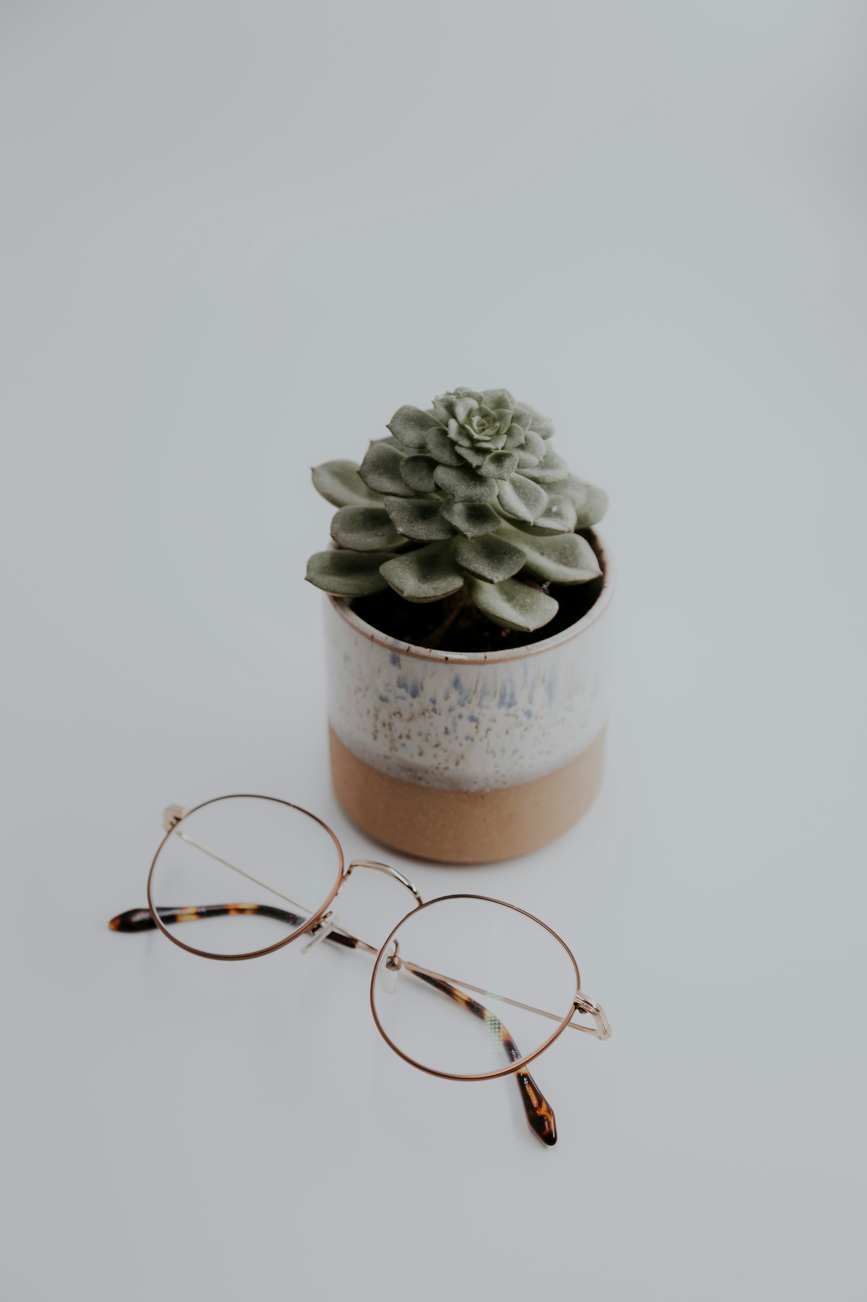 green succulent plant on brown clay pot